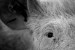 Matthew Herbert serves up <i>One Pig</i>