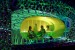 Frankfurt’s Cocoon Club facing closure