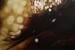 <i>Grace / Confusion</i>