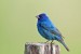 The world’s largest natural sound archive is now available to hear online