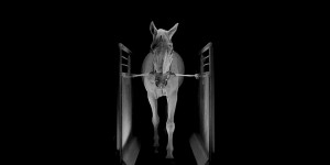 PAN announce album from electronic chamber music ensemble Mohammad