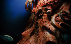 XI: ‘Gamma Rain’