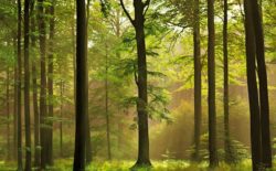 One more for vinyl factory