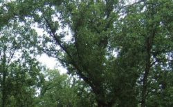 Julianna Barwick: The Magic Place