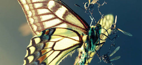 Amon Tobin and Tessa Farmer team up for new exhibition