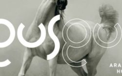 Download a track from Gus Gus’s new album for Kompakt