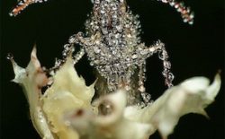 Gang Gang Dance: Eye Contact