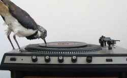 Boston ICA explores vinyl culture in The Record