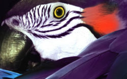 Download Fantastic Mr. Fox’s remix of Hyetal’s ‘Phoenix’