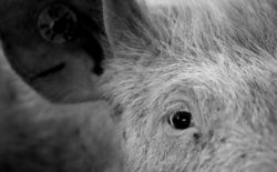 Matthew Herbert serves up One Pig