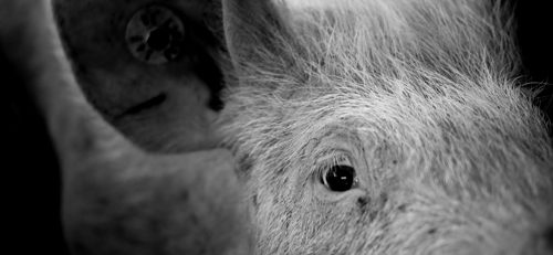 Matthew Herbert serves up One Pig