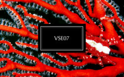 Jacques Greene shares free Vase compilation EP, featuring Ango, Zodiac