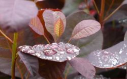 Touch celebrates 30th anniversay with two-day festival, featuring Thomas Köner, Philip Jeck and more