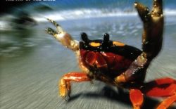 Stream the remix EP from Prodigy’s Fat of the Land reissue