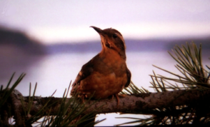 Is Twin Peaks set to return?