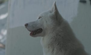 DJ Dodger Stadium let the dogs out in ‘You Don’t Have To Be Alone’ video