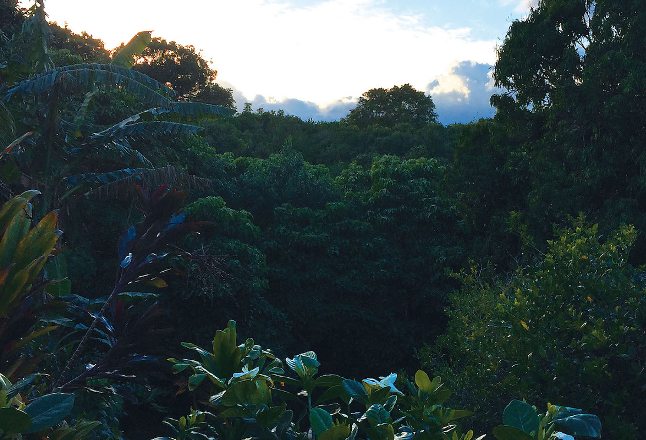 Surgeon to release album recorded in the Hawaiian jungle on Editions Mego