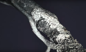 James Blake shares minimalist video for Bon Iver collab ‘I Need a Forest Fire’