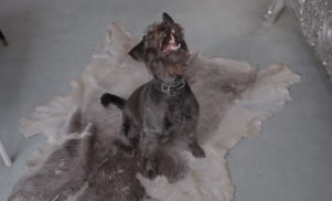 Not Waving’s ‘24′ video sees techno and dogs together at last