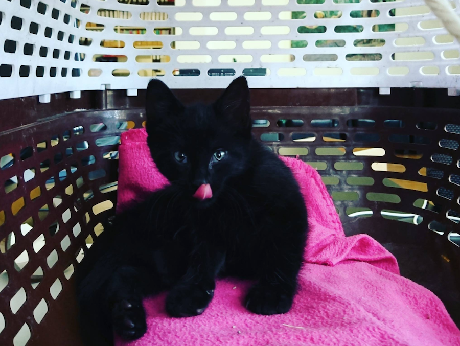 Help Fabric name their new office cat