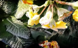 Weirdcore trips through a chilly floral landscape in [ -0º ]