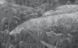 David Toop shares visual for ‘Suddenly the World Had Dropped Away’