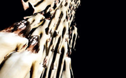 ZULI & Sam Wiehl join the dots between the Voynich manuscript and psychogenic amnesia with ‘Cipher’