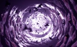 Hyph11E descends into the depths of a parasitic organism in ‘Barnacles’