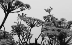 Mary Lattimore debuts Silver Ladders album with visual score by Rachael Pony Cassells