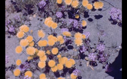 Ivan Zoloto welcomes you to his Pleasure Prison with surreal short film