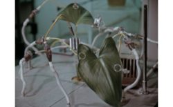 Robert Gerard Pietrusko & Courtney Stephens resurrect lost ecologies with The Room: Remastering Eden