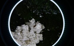 aircode reveals hidden ecologies in Spores